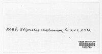Coleroa chaetomium image
